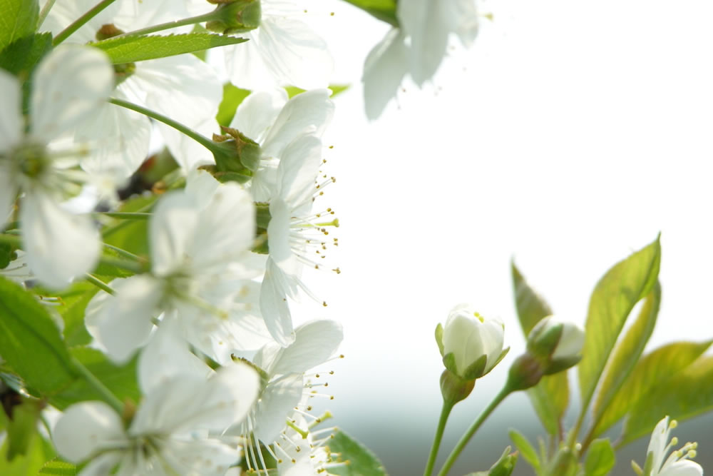 spring flowers image